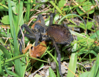 Image: Arthur Diesel Abegg et al